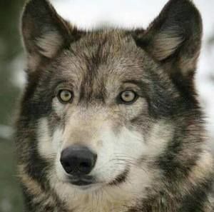 Meet your Posher, Benjamin